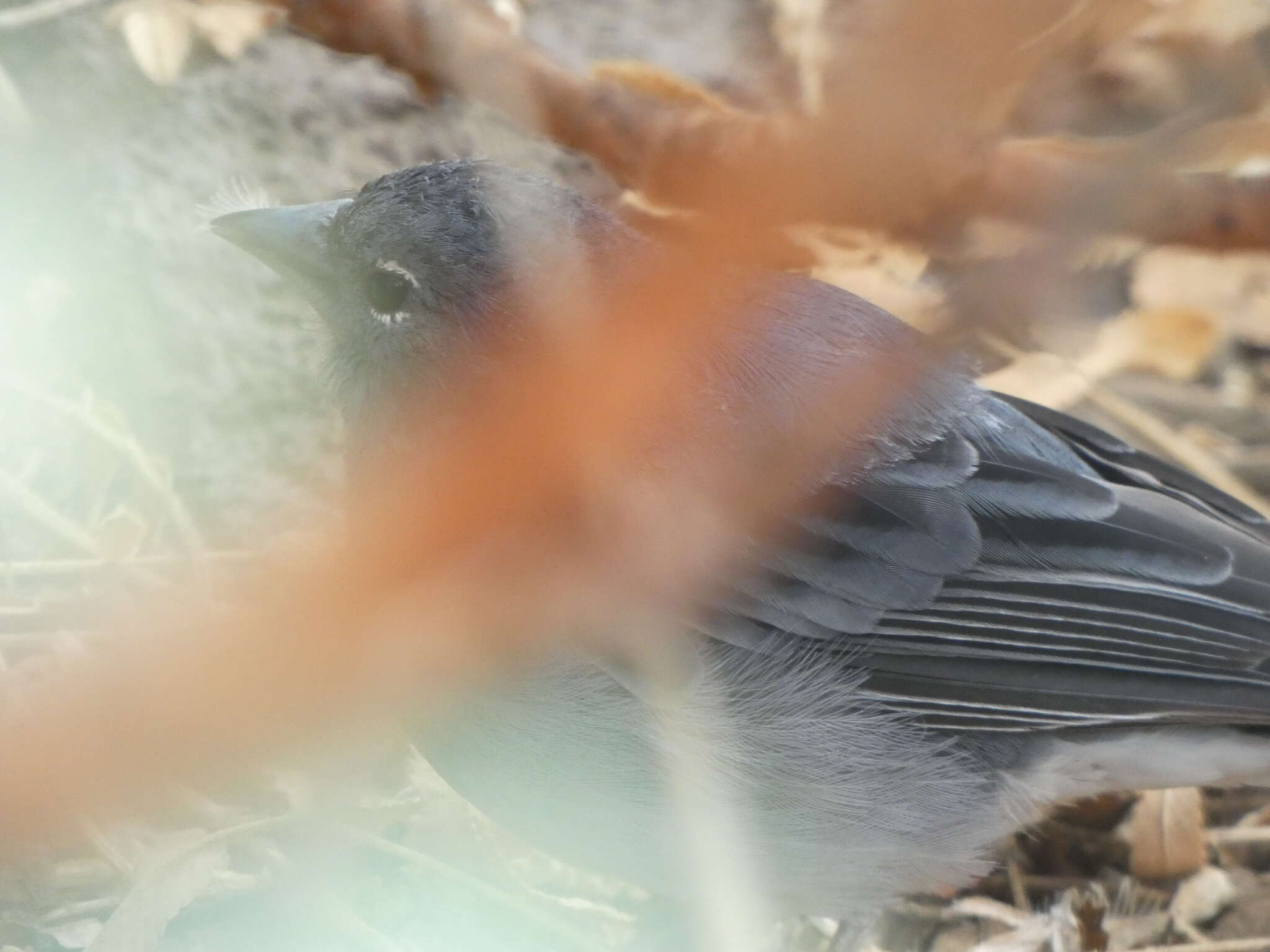 Image of Blue Chaffinch