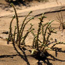 Image de Cornulaca monacantha Del.