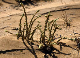 Image de Cornulaca monacantha Del.