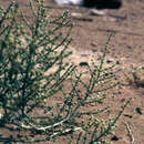 Image of Haloxylon stocksii (Boiss.) Hook. fil.