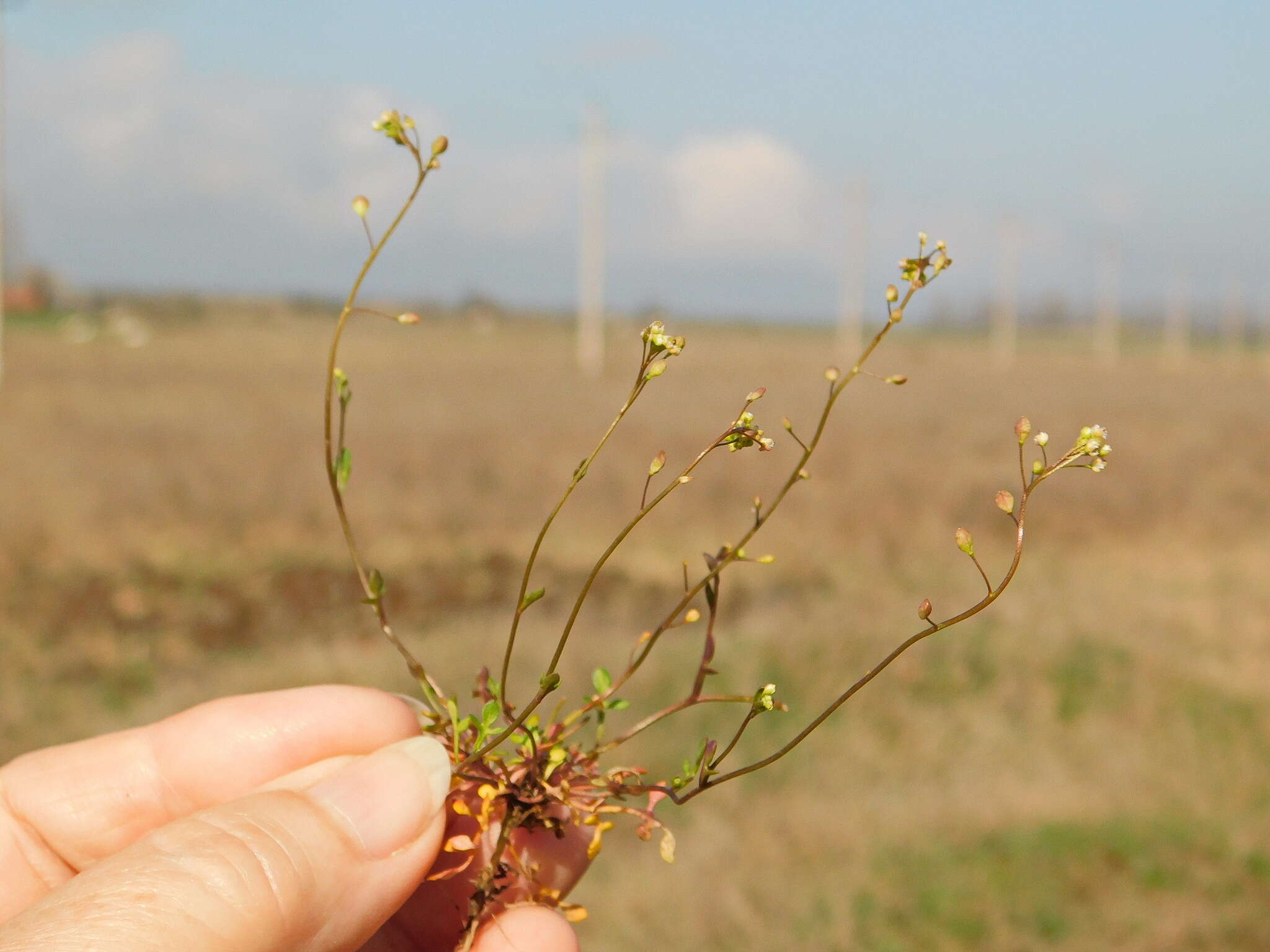 Imagem de Hornungia procumbens (L.) Hayek