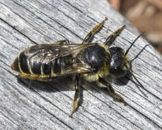 Image of Leafcutter bee