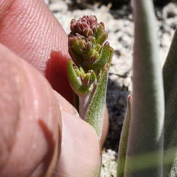 Image of <i>Crassula <i>nudicaulis</i></i> var. nudicaulis