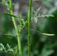 Image of western tansymustard