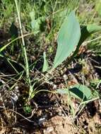 Bupleurum rigidum L. resmi