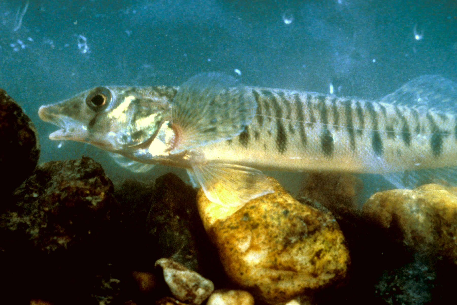 Image of Conasauga Logperch