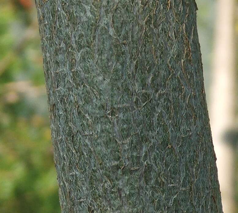 Image of Grandidier’s baobab