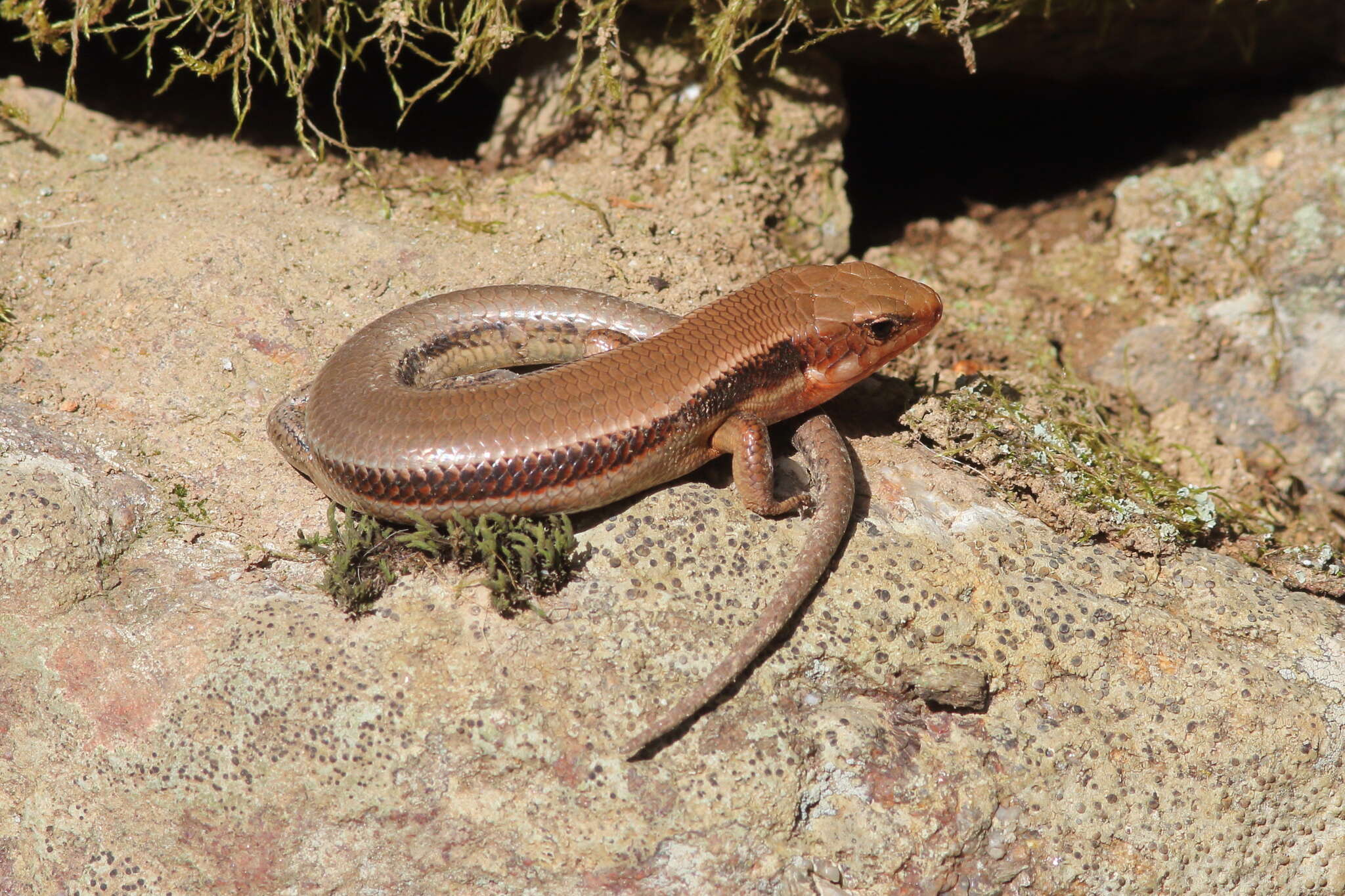 Image of Plestiodon japonicus (Peters 1864)