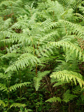 Image of Bracken