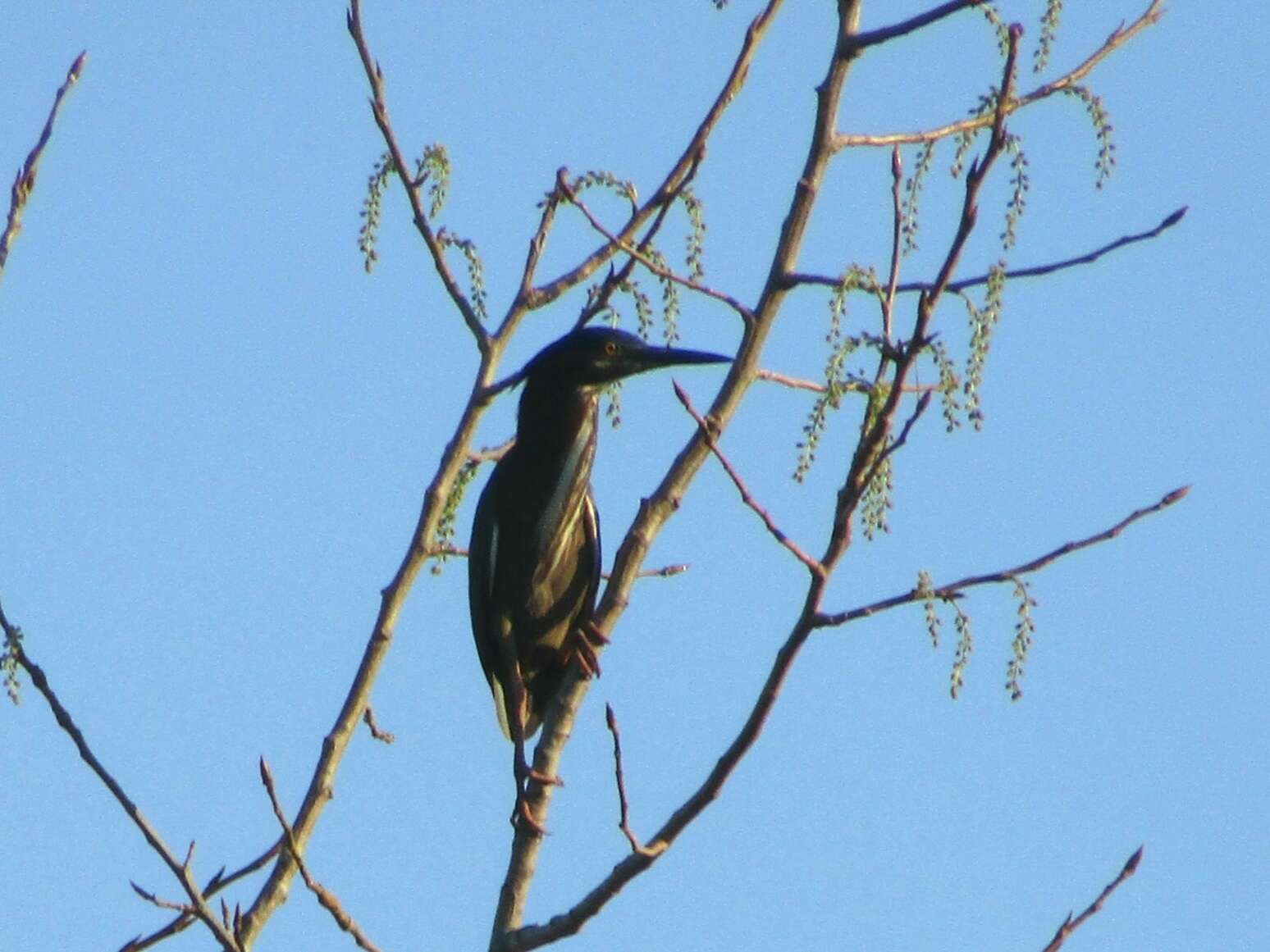 Butorides virescens virescens (Linnaeus 1758) resmi