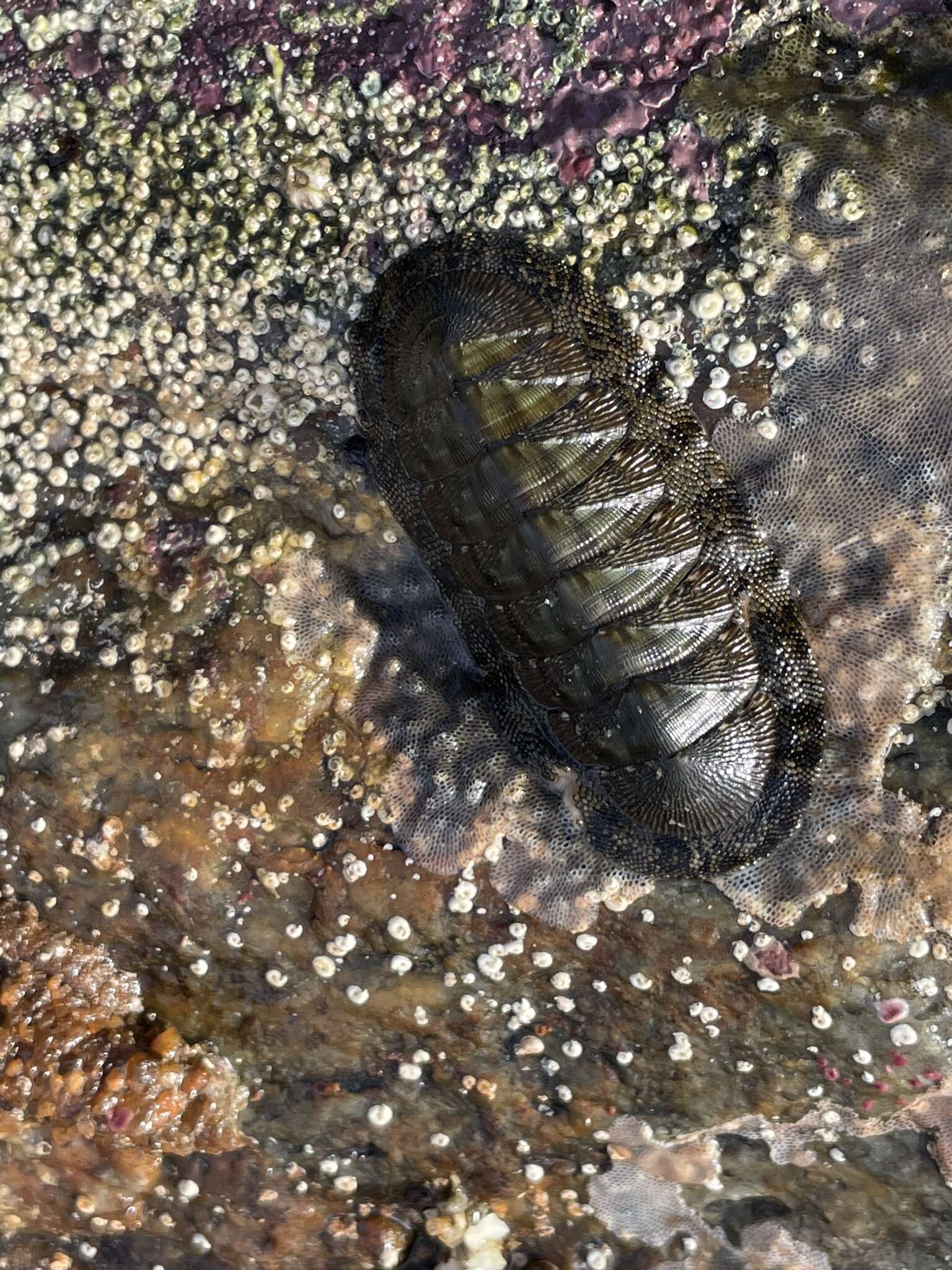 Sivun Chiton virgulatus G. B. Sowerby II 1840 kuva