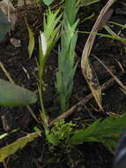 Image of Lockhartia longifolia (Lindl.) Schltr.