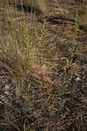 Image of field sagewort