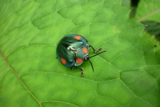 Discomorpha (Discomorpha) nevermanni (Spaeth 1928)的圖片