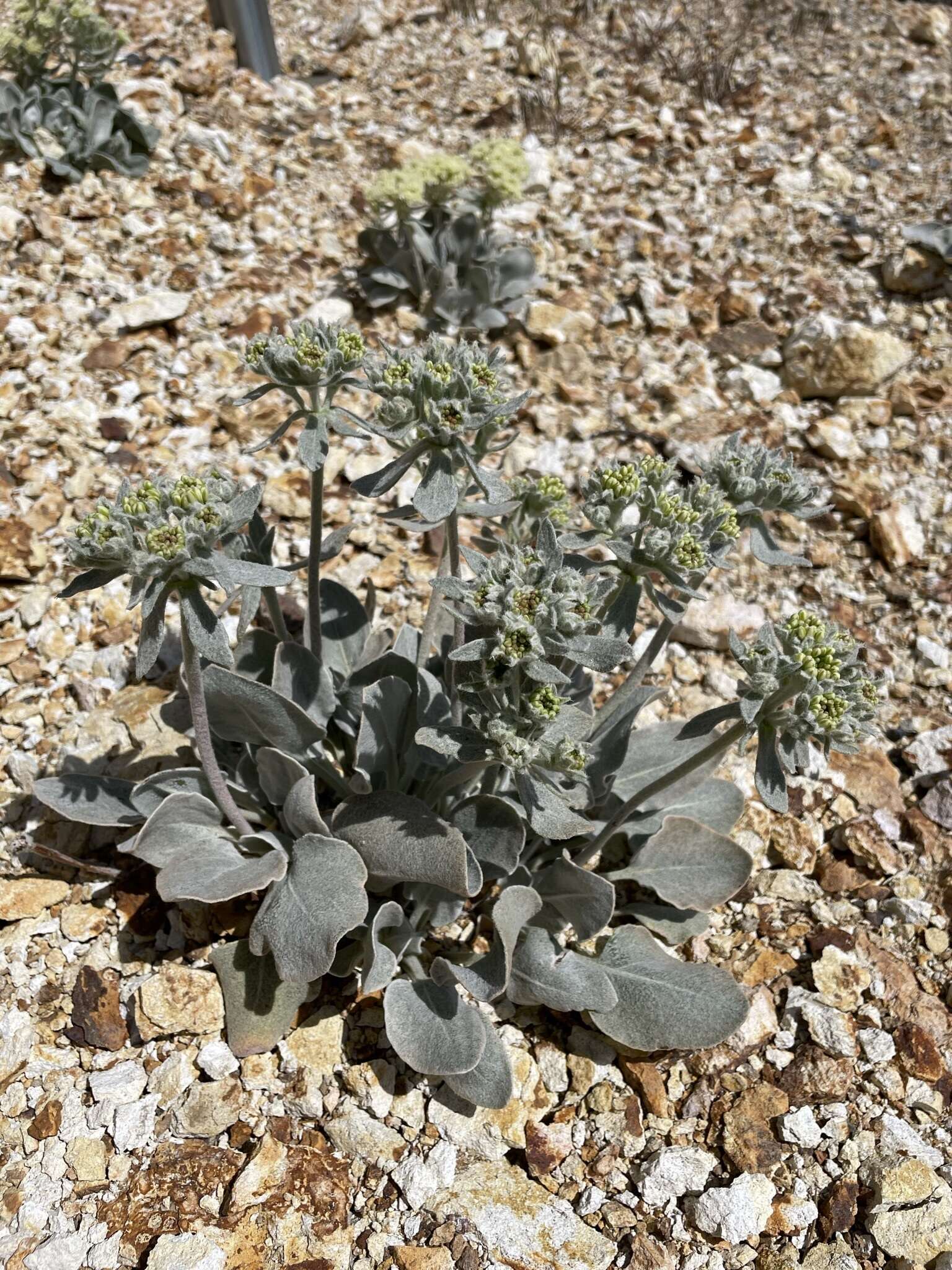 Image of granite buckwheat