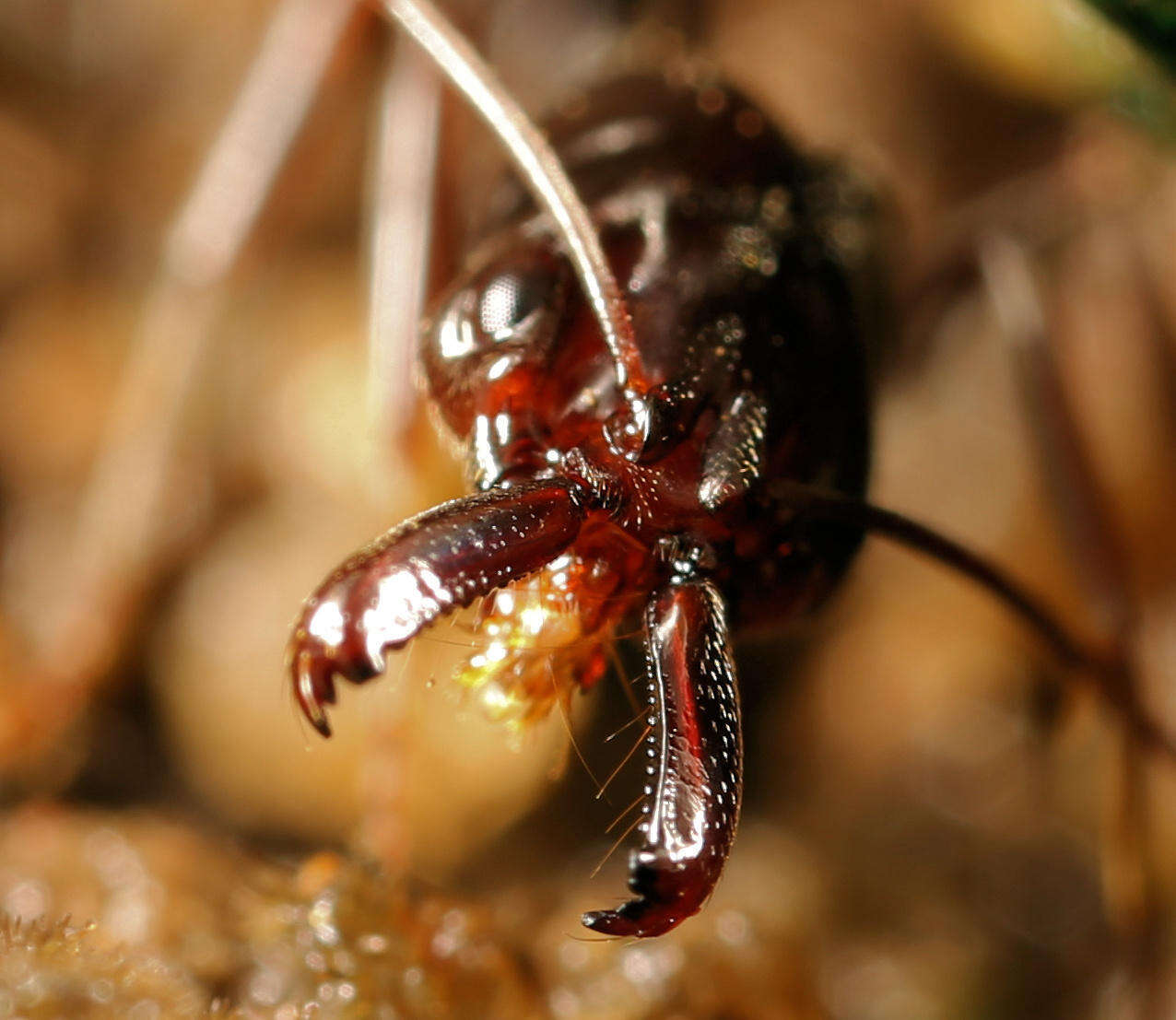 Image of Odontomachus troglodytes Santschi 1914