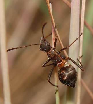 Image of Redbacked broad-headed bug