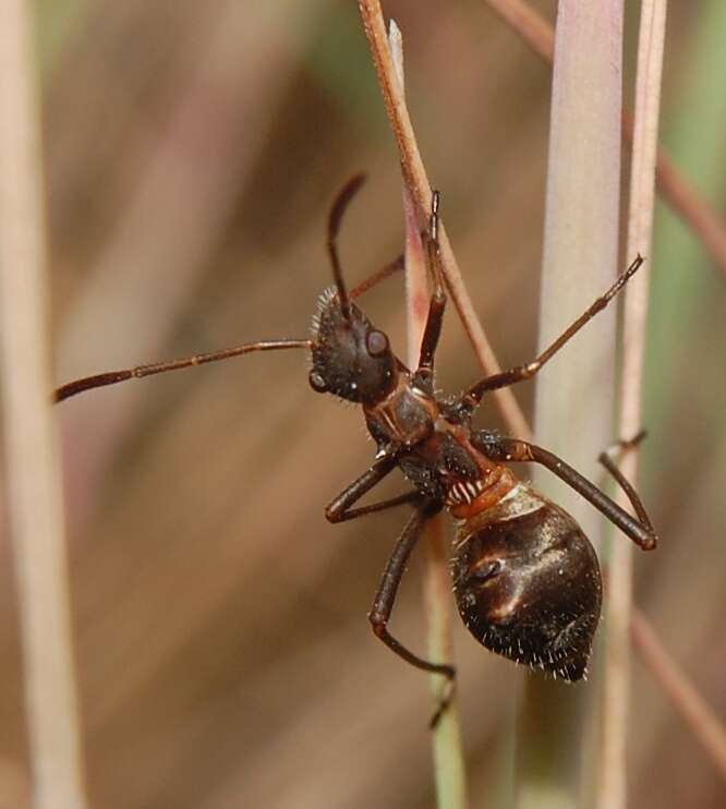 Image of Redbacked broad-headed bug