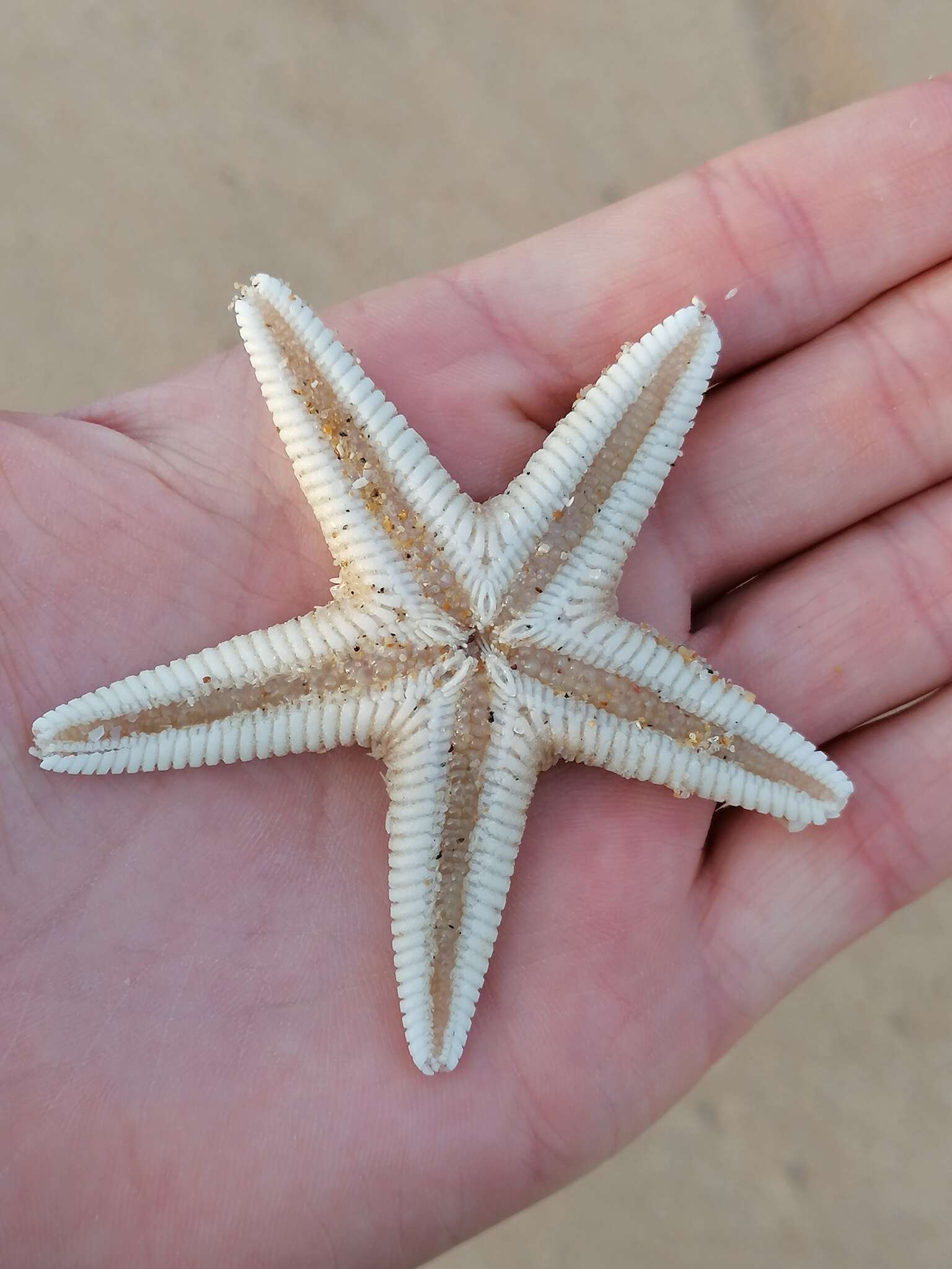 Image of Sand star