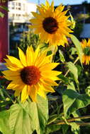 Image of common sunflower