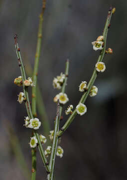 Image de Psammomoya choretroides (F. Müll.) Diels & Loes.