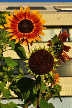 Image of common sunflower