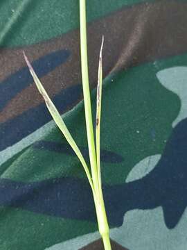 Image of Dianthus carthusianorum subsp. carthusianorum