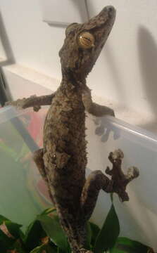 صورة Uroplatus fimbriatus (Schneider 1797)