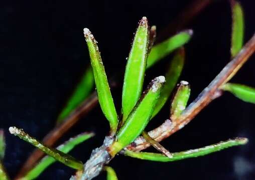 Plancia ëd Hibbertia pustulata Toelken