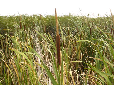 Image of Bulrush