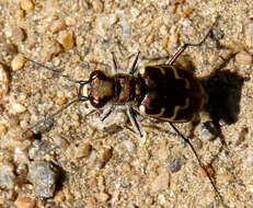 Imagem de Cicindela (Cicindela) repanda repanda Dejean 1825