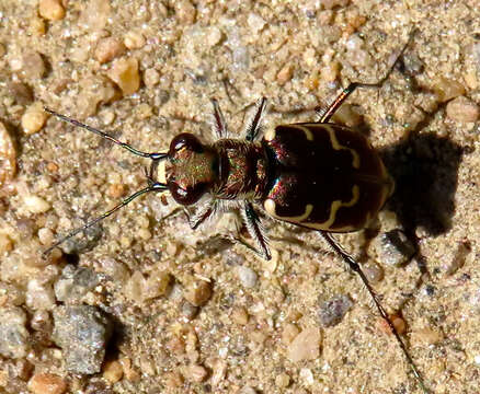 Imagem de Cicindela (Cicindela) repanda repanda Dejean 1825