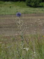 Image of southern globethistle