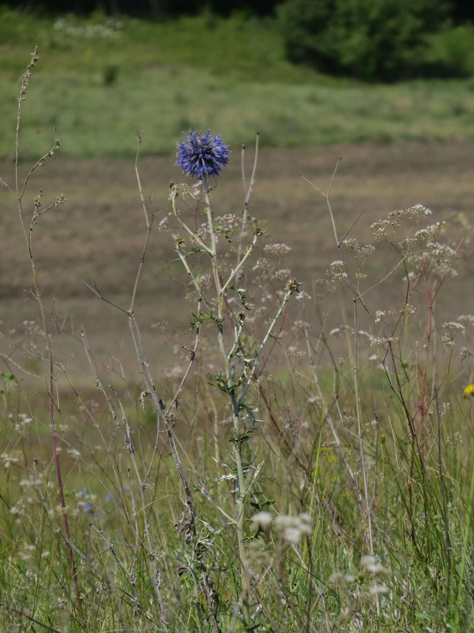 Image of southern globethistle