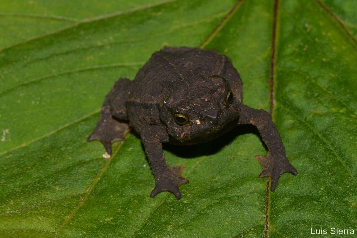 Plancia ëd Rhinella ruizi (Grant 2000)