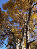 Image of shagbark hickory