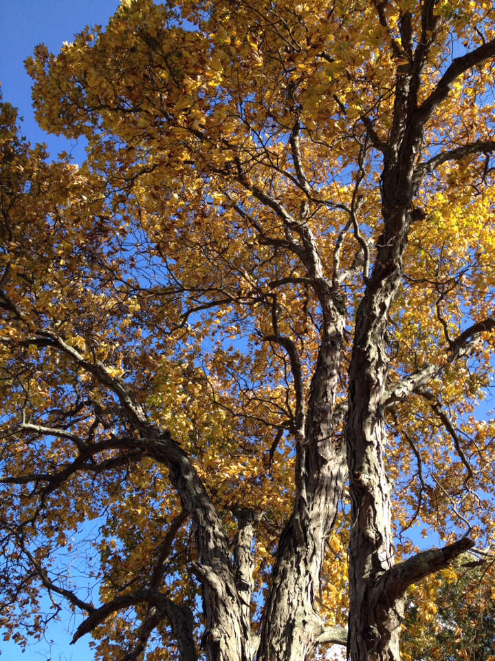 Image of shagbark hickory