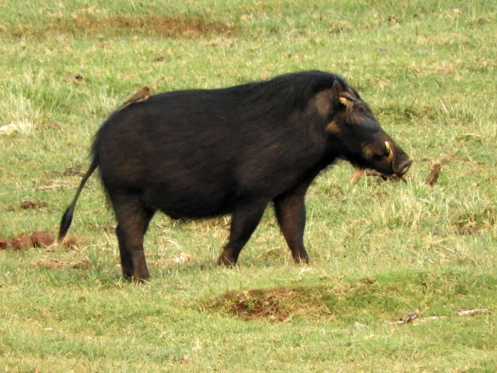 Image of Giant Forest Hogs