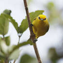 Image of Pemba White-eye