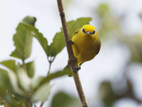 Image of Pemba White-eye