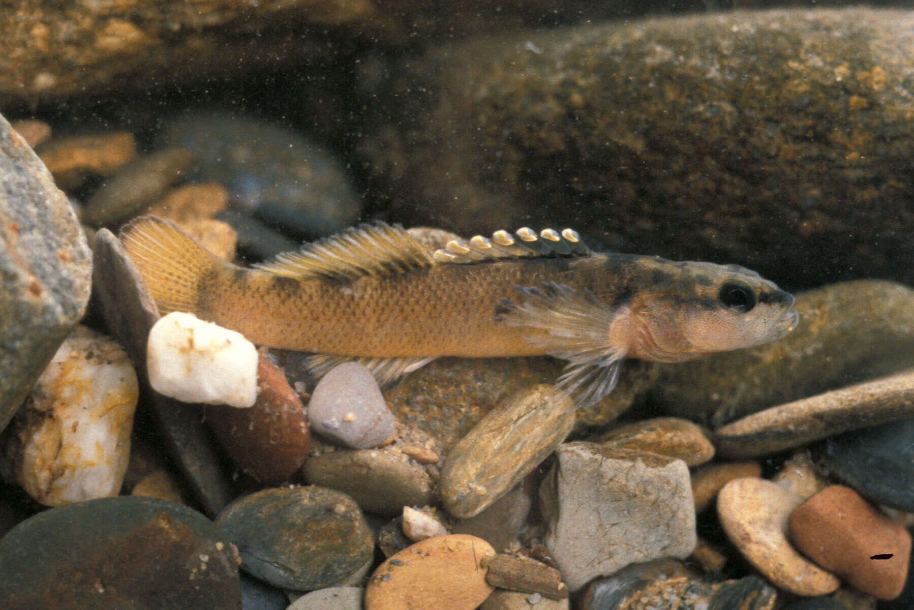 Etheostoma percnurum Jenkins 1994 resmi