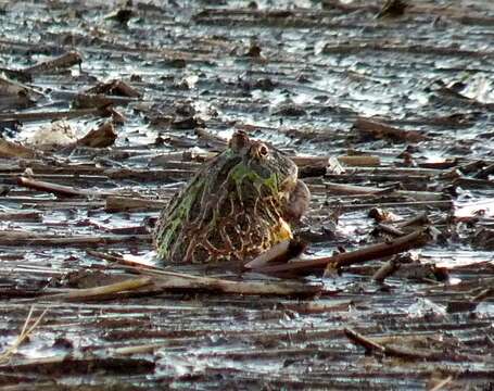 Image of Argentina Horned Frog