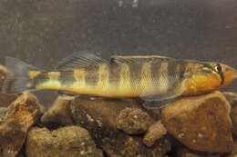 Image of Gilt Darter