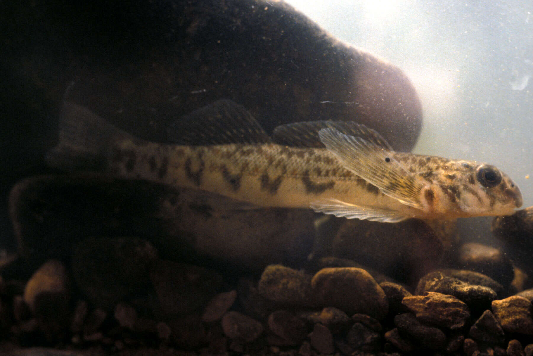 Image of Greenside Darter