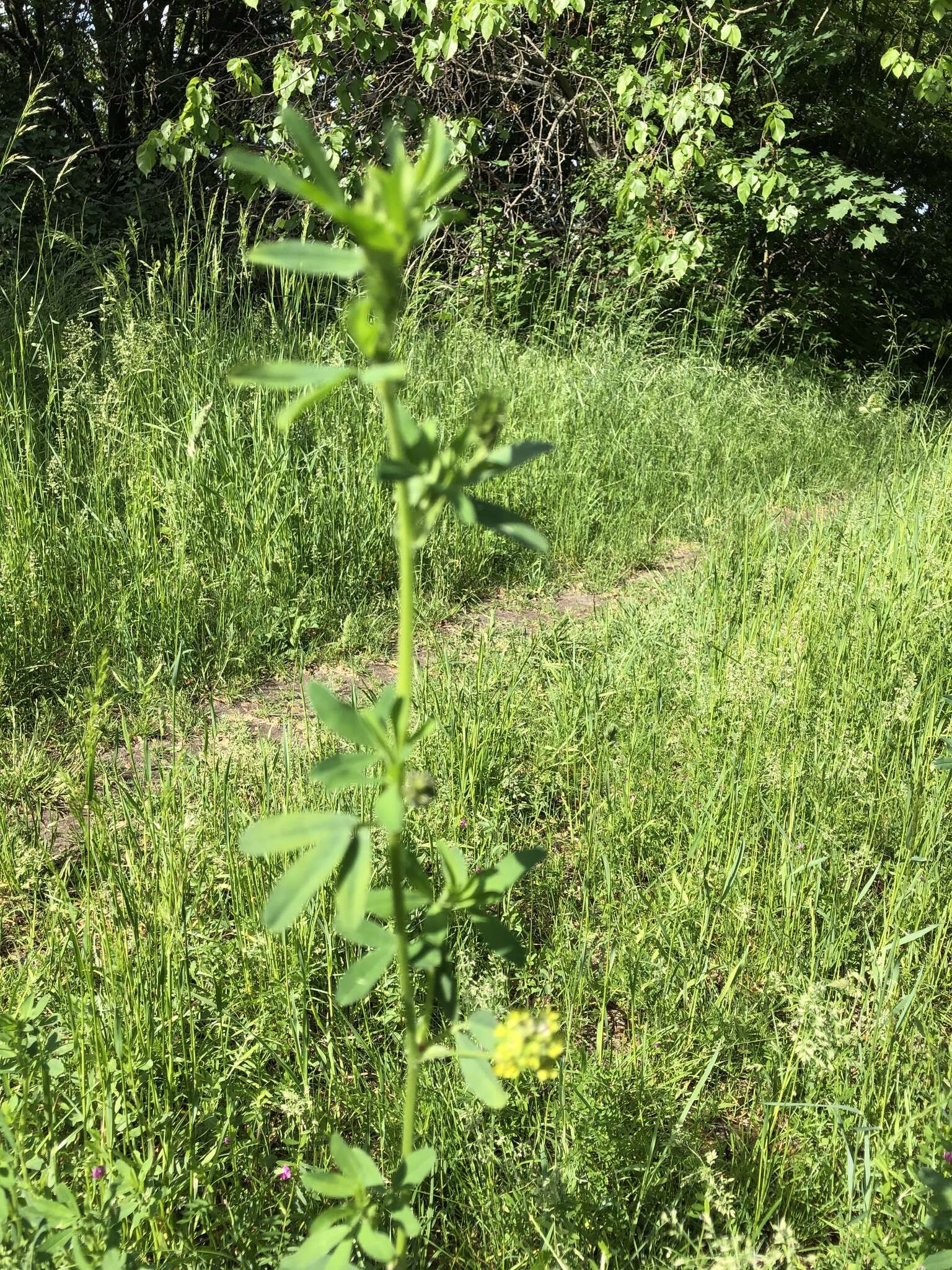 Sivun Medicago sativa subsp. varia (Martyn) Arcang. kuva