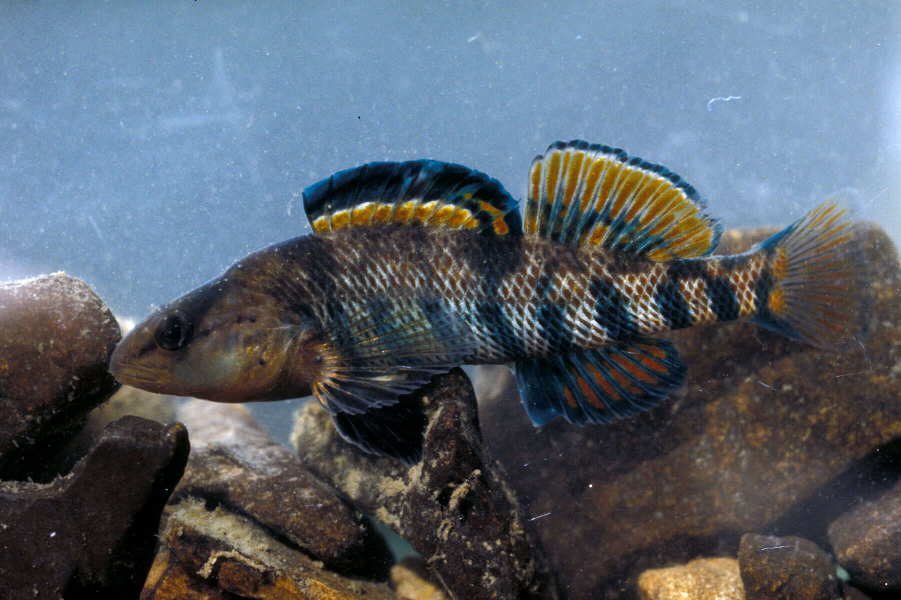 Image of Rainbow Darter