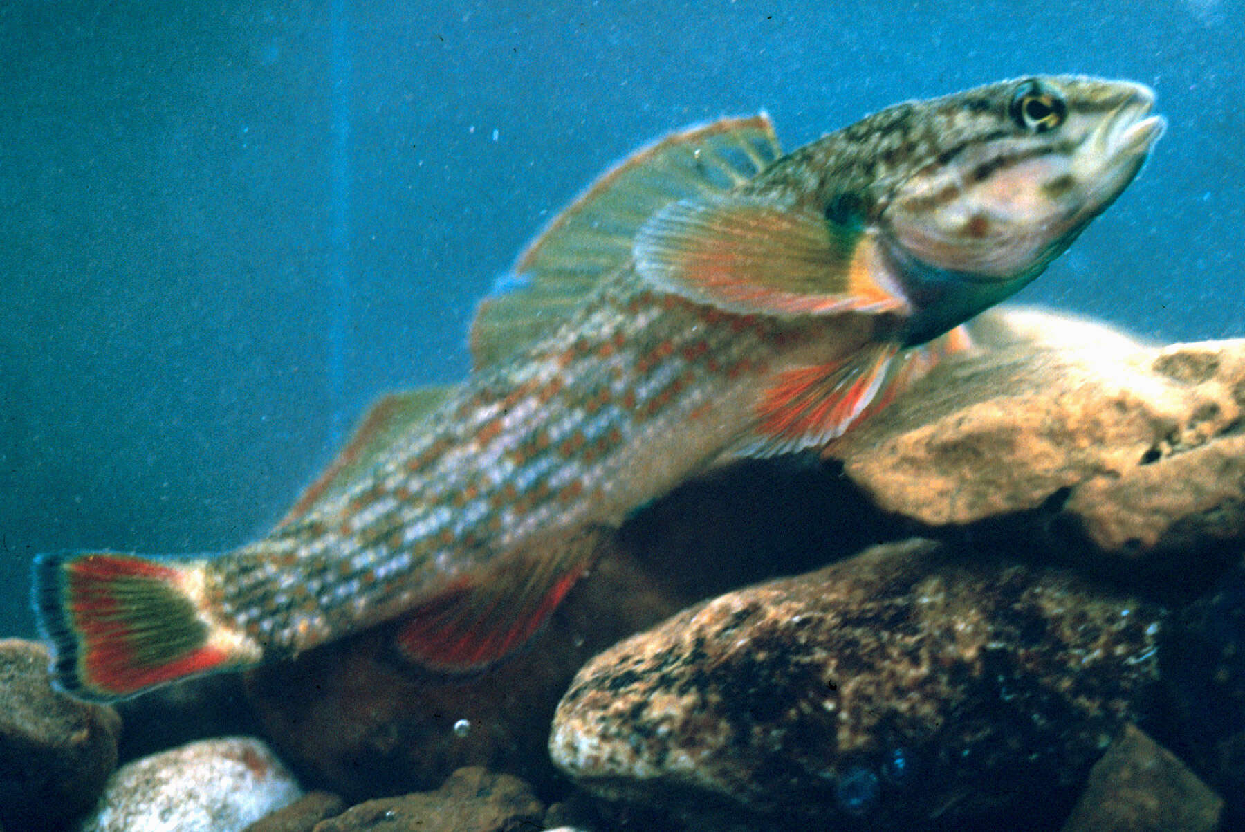 Image of Redline Darter