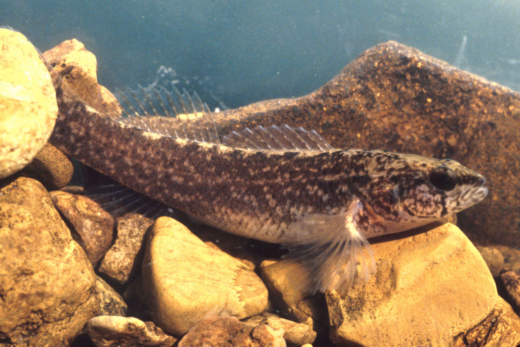 Image of Relict Darter