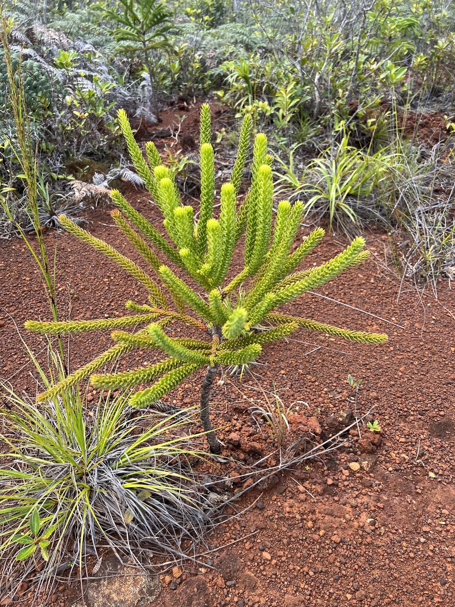 Image of Rule araucaria