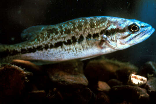 Image of Spotted bass